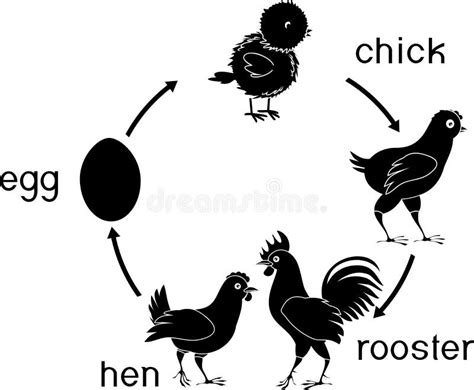 Chicken Life Cycle Stock Illustrations 253 Chicken Life Cycle Stock