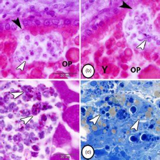 The Initial Stage Of Ovarian Follicular Atresia A Shrinkage And