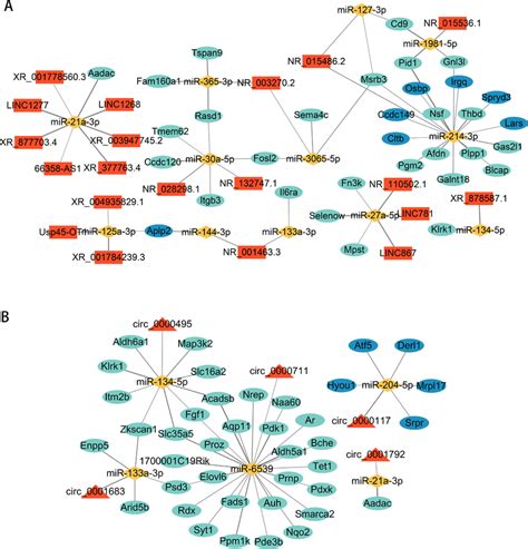 Identification Of Cerna Core Regulatory Networks A Lncrnamirnamrna