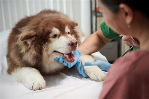 Aspiration Pneumonia in Dogs: Symptoms, Treatment, and Prevention