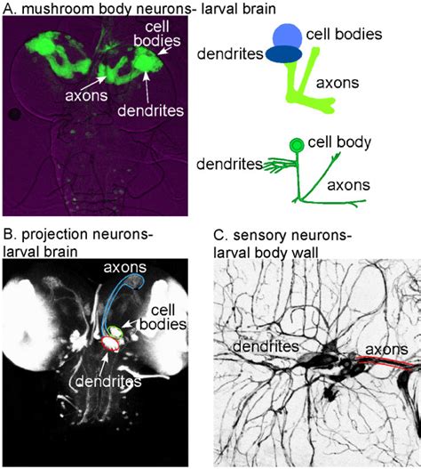 Overview Of Three Types Of Drosophila Neurons A Larval Mushroom Body