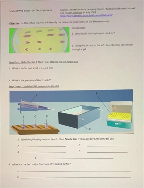 Solved Student Web Quest Gel Electrophoresis Source Chegg