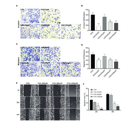 Cga And Aza Inhibit Invasion And Migration Of Hepg Cells After