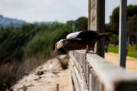 cayendo  estilo  behance