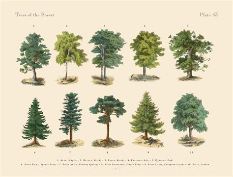 The Right Tree, in the Right Place - Caring For Trees - New England ...