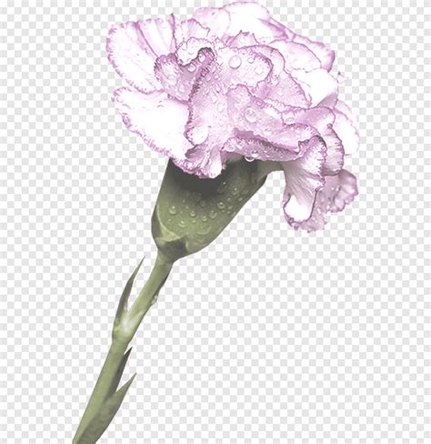 Carnation Cut Flowers Flower Purple Herbaceous Plant Png Pngegg