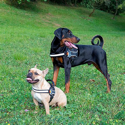 Coleira Peitoral Ferplast Hercules Pequena Para Cães