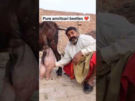 Pure Amritsari Beetle Viral Goatfeed Goatfarming Trending