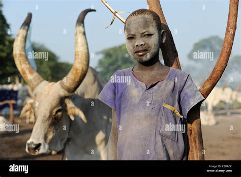 Sudan Dinka Tribe Africa Cattle Farm Rumbek Southern Sudan Hi Res Stock