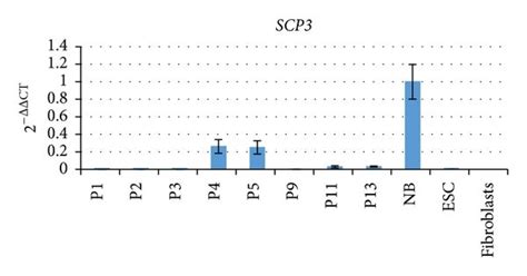 Expression Of Additional Germ Cell Markers In Occs Prdm And Prdm