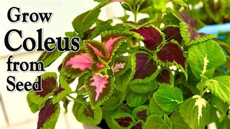 How To Grow Coleus From Seed An Easy Planting Guide