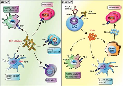 Rethinking Immune Checkpoint Blockade Beyond The T Cell Journal