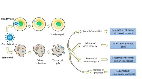 Oncolytic Virotherapy Virogin