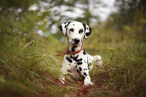 Golden Retriever Dalmatian Mix: What Cuteness Looks Like