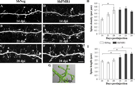 Figure 1 From Fragile X Mental Retardation Protein Regulates New Neuron