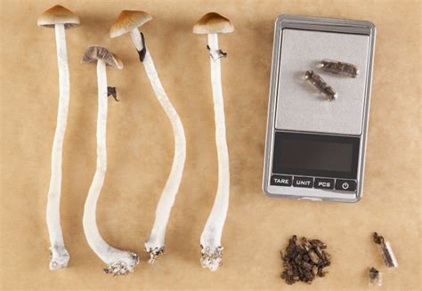 The Impact Of Micro Dose Capsules On Commercial Psilocybin Operations