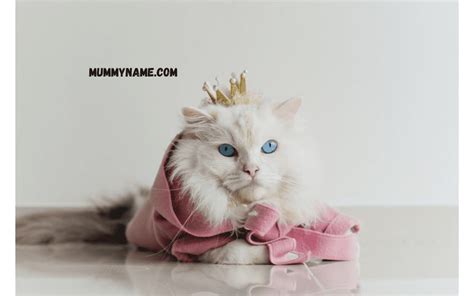 210+ Best Disney Cat Names For Your Adorable New Kitty - Mummy Name