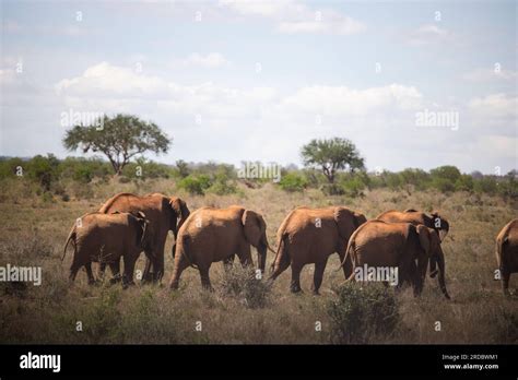 The Great Mighty Red African Elephants In Kenya In Tsavo East National