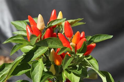 How to grow peppers - Benefits, Types, Planting and Harvesting