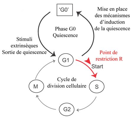 Repr Sentation Sch Matique De La Quiescence Dans Le Contexte Du Cycle