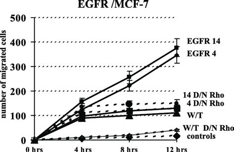 Dominant Negative Rho Blocks Sustained Cell Motility Egfr Mcf Cells