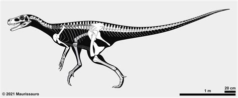 Herrerasaurus Size