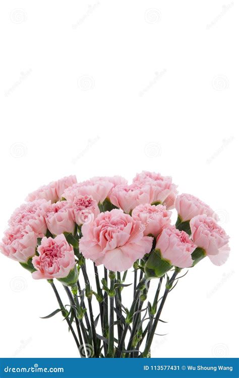 Mother`s Day Carnations Pink Carnations Stock Image Image Of