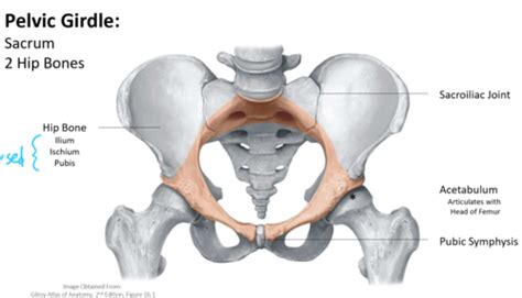 Pelvic Osteology Flashcards Quizlet