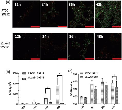 The Deletion Of Luxs Gene Decreased The Biofilm Formation Ability Of E