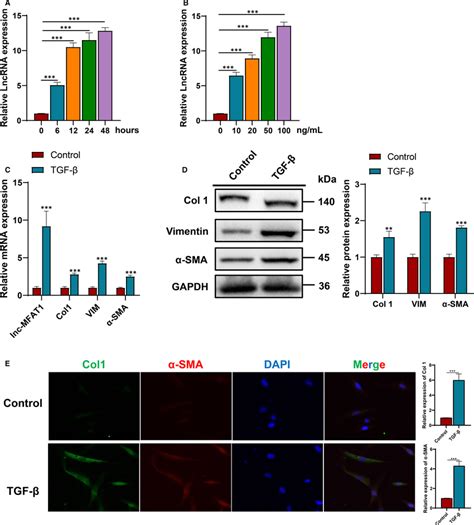 Lnc‐mfat1 Was Up‐regulated In C2c12 Cells Stimulated With Tgf‐β1 Ab