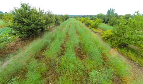 How To Design Your Perennial Farm And Your Life Insights From Mark