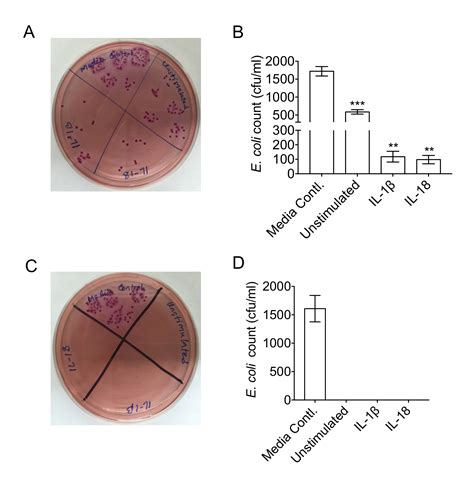 The Ex Vivo Colon Organ Culture And Its Use In Antimicrobial Host