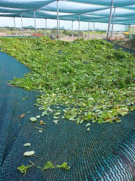 Techie2Aggie: Harvesting Moringa Leaves