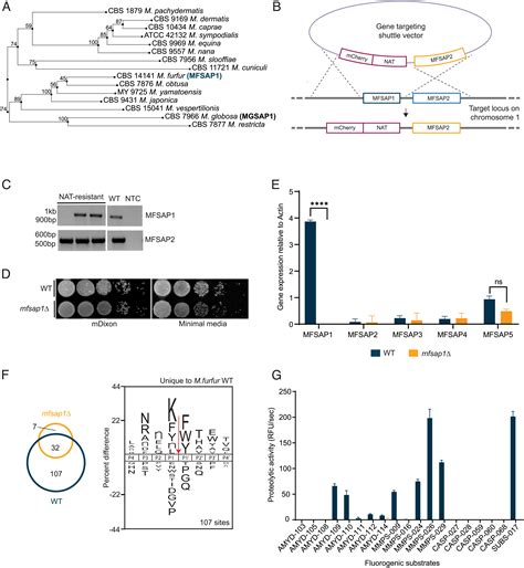 The Human Pathobiont Malassezia Furfur Secreted Protease Mfsap1