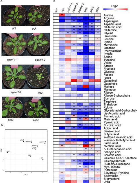 Plant Growth Phenotype And Metabolite Profiling Of Arabidopsis Mutants