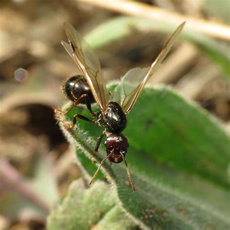 Exploring the Amazing World of Ants - Nature Alberta