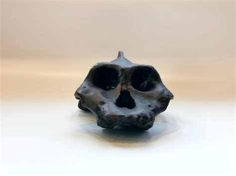 Paranthropus boisei skull replica, Full-size reconstruction, Hominid ...