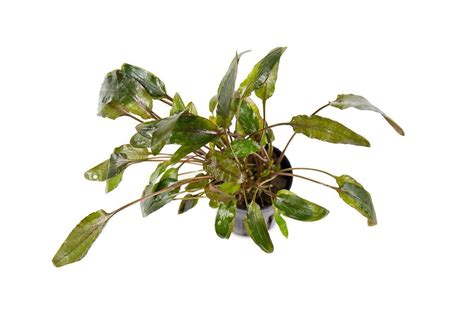 Cryptocoryne Wendtii Brown Aquarium Plant — Buce Plant