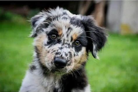 Blue Heeler Australian Shepherd Mix 🐕 Vet Reviews 3 Reasons To