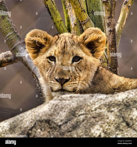 The Close Up Shot Of An Asiatic Lions Cub Hiding Behind The Stone