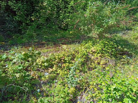 Arbtech Consulting Ltd - Brown long-eared bat found during an eco