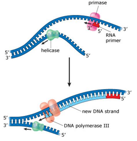 Diagram Of Components Of Replicating Dna Strands Replication