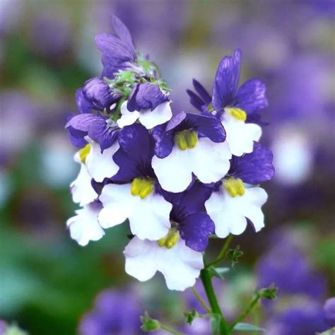 Nemesia Flower Edible Best Flower Site