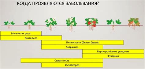 Болезни КЛУБНИКИ с фото: как и чем лечить заболевания ягоды - Почва.нет