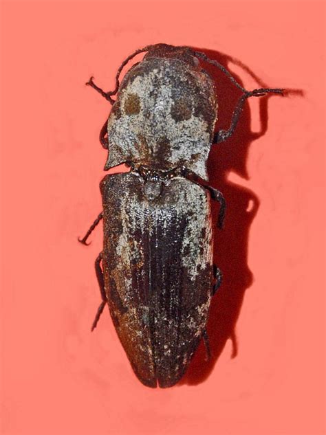 Calais Beetle Alchetron The Free Social Encyclopedia