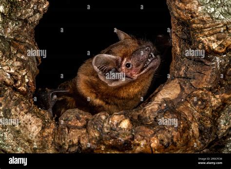Noctule Bat Nyctalis Noctua Close Up Stock Photo Alamy