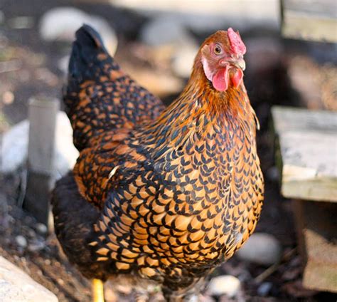 Wyandotte Chicken Egg Laying Chickens Layer Chickens Chicken Breeds