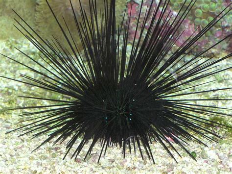 How Long Does It Take For Sea Urchin Spines To Dissolve Bubbly Diver