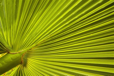 Palma Verde Hoja Foto Gratis En Pixabay Pixabay