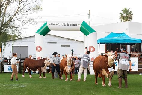 Exposi O Nacional Das Ra As Hereford E Braford Tem Animais Inscritos